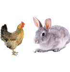 適合鴿子、禽類